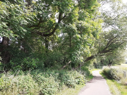 Looking north. Battlefield brook is to the left but protected from view with woodland. There is a path to the right.