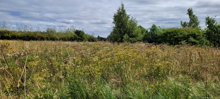 A meadow area at The Leys, Honeybourne