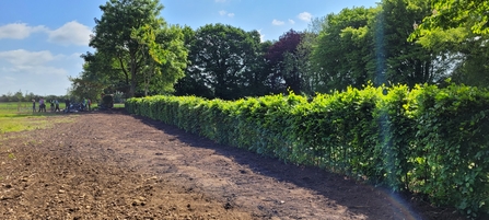 A new beech hedgerow on the right with bare earth to the left