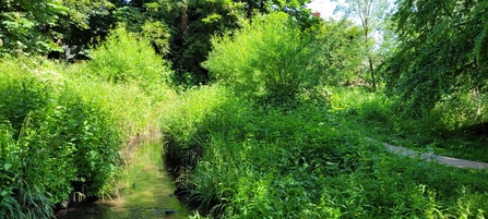 A view of a stream, with a path to the right