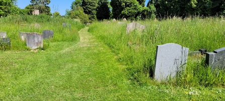 A view of a churchyard. Graves are on the left and right, with a mown path through the middle. Grasses have been left to grow either side