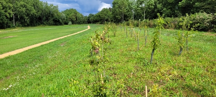 New path to the left and a freshly planted wide hedgerow to the right