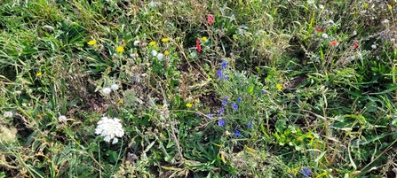 Botanical mix at New Farm, including wild carrot, cornflower, wild poppy, bristly oxtongue, hawkbit, ribwort plantain and clover.