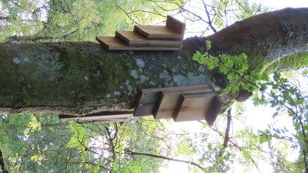 Two bat boxes installed on a tree