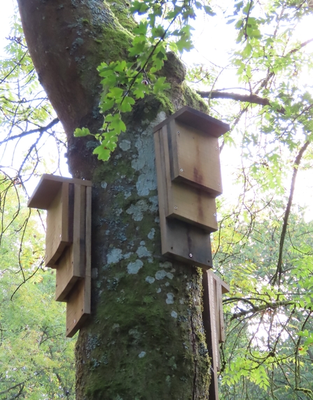 Two bat boxes installed on a tree