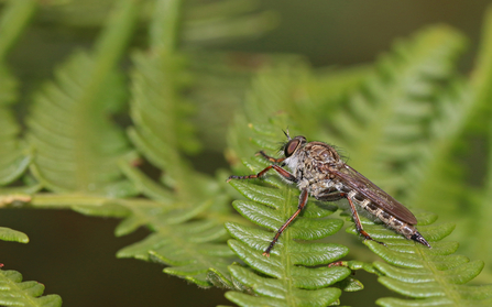 A kite-tailed robberfly perched on a fern leaf