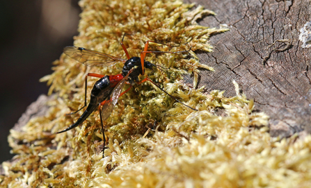 Tanyptera atrata on a tree stump