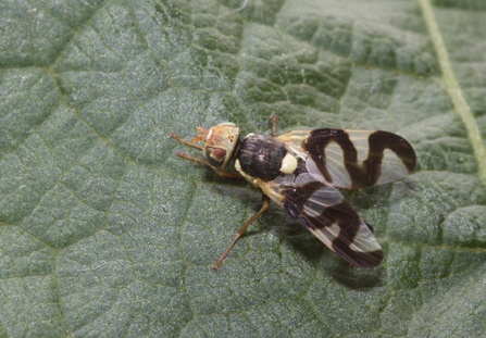 Urophora cardui perched on a leaf