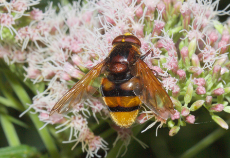 Volucella zonaria perched on a flower