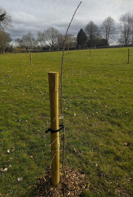 Plum tree planted in the new orchard at Bull Meadow
