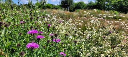 Cream and purple flowerheads of wildflowers at Burlish Meadows by Becca Bratt