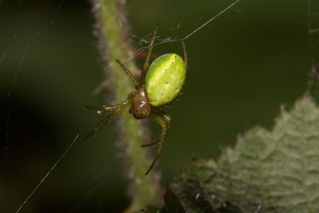 A cucumber spider spinning a web