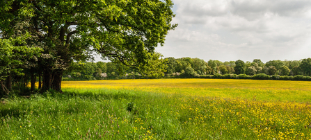 A mature tree on the left of the image with Green Farm (full of yellow buttercups) stretching off to the woodland of Monkwood in the distance by Paul Lane