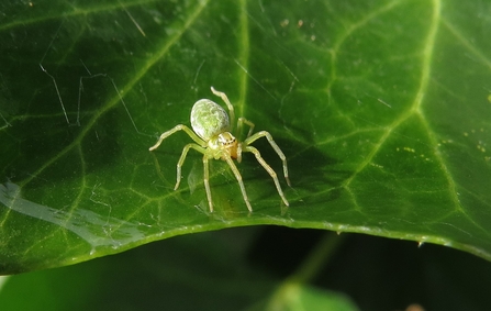 A nigma walckenaeri spider perched on a green leaf
