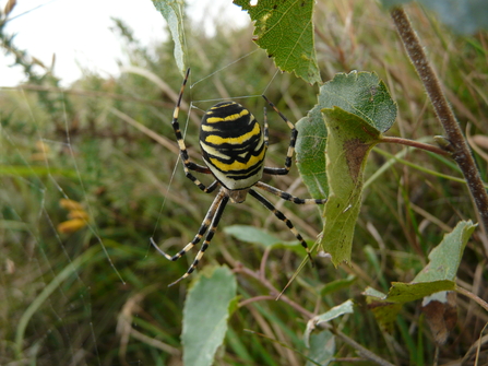 A wasp spider spinning a web in a field