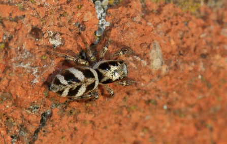 A zebra spider crawling along exposed brick