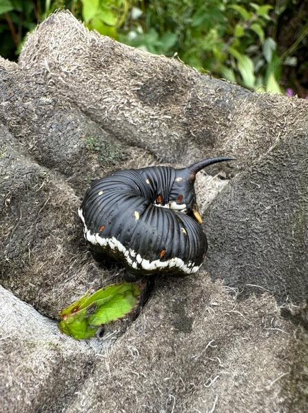 A convolvulus hawk-moth caterpillar curled up on a gloved hand