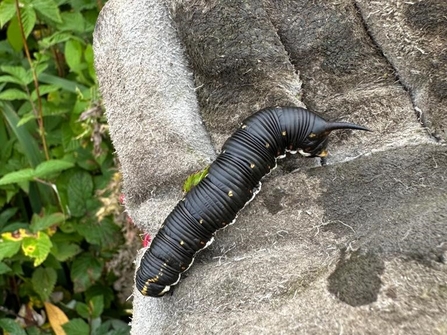 A convolvulus hawk-moth caterpillar sat on a gloved hand