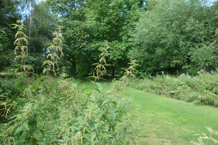 A mown path through shrubs and trees by Liz Yorke