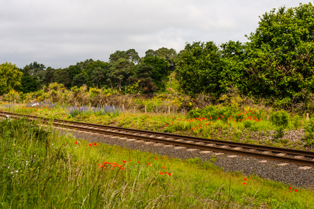 A railway line running through two nature reserves, lined with wildflowers on either side by Paul Lane