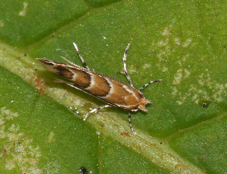 Top down photo of a small moth mainly gold in colour with bands of white and dark brown across its body by Wendy Carter