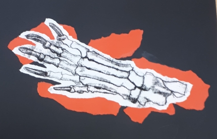 A mono ink print of the bone structure of a paw