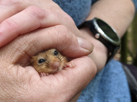 A dormouse being held between hands