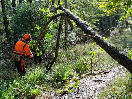 Andy contemplates felling a tree. The tree has fallen over a path. Andy is in orange protective gear on the left.