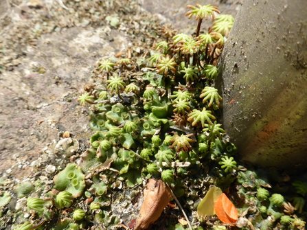 Common liverwort