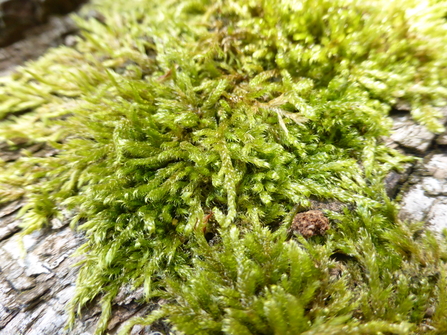 Cypress-leaved plait-moss