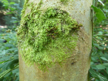 Forked veil-wort on a tree trunk