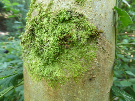 Forked veil-wort on a tree trunk