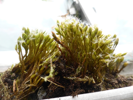 Heath star moss in a pot