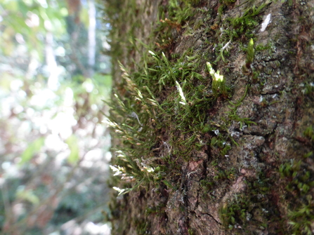 Lateral cryphaea on a tree trunk