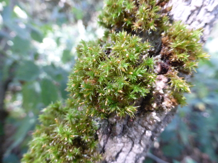Wood bristle-moss on a tree trunk