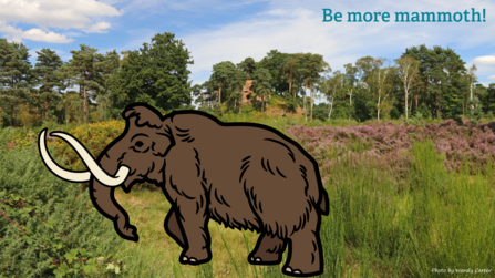Illustration of a mammoth walking across The Devil's Spittleful heathland nature reserve (photo of the reserve by Wendy Carter)