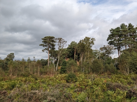 The Devil's Spittleful nature reserve