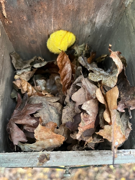 Wood mouse nest