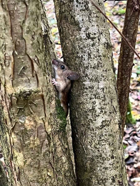 Wood mouse crawling up a tree trunk