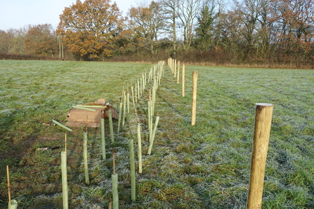 Planted trees at Green Farm