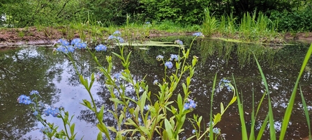 Water forget-me-not in ponds at The Knapp & Papermill nature reserve