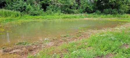 The large pond at Bull Meadow, Fernhill Heath