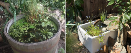 Examples of container ponds 