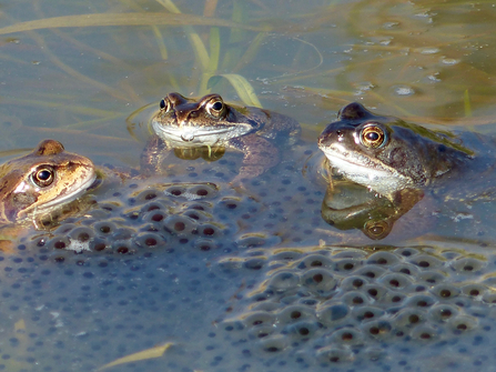 Three frogs sitting in water amongst clumps of frogspawn by Sarah Fowle