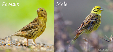 Two photos of yellowhammer birds - left is female (more muted tones), right is male (more yellow tones)