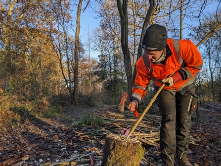 Trainee Anna coppicing