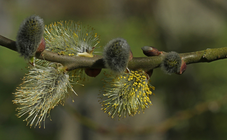 Willow catkins - both furry grey ones and ones with yellow pollen bursting out by Wendy Carter