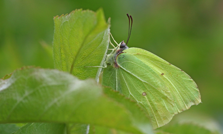 Brimstone butterfly resting on a leaf...and looking a bit like a leaf by Wendy Carter