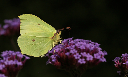 Yellow brimstone butterfly feeding on purple verbena flower by Wendy Carter