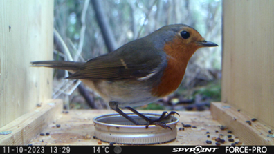 Robin on trail camera at Lower Smite Farm